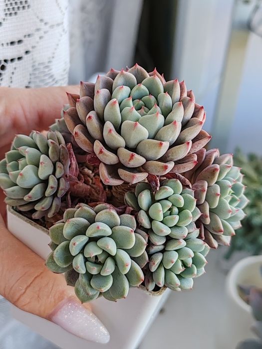 Суккуленты из частной коллекции