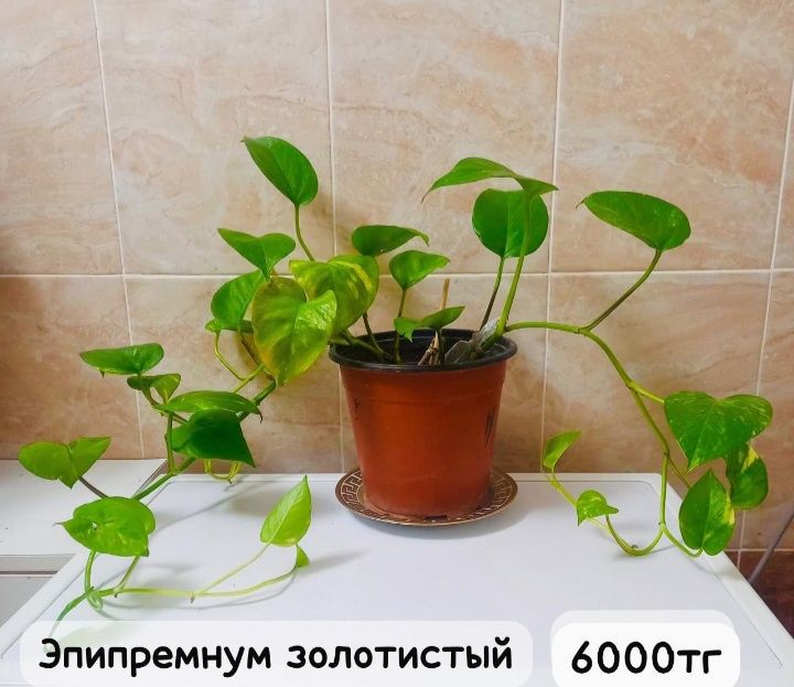 Комнатние растения