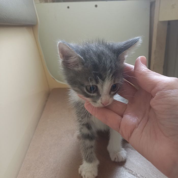 Котёнок мальчик  1 месяц