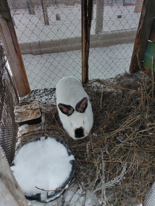 Продам самку крольчиху.