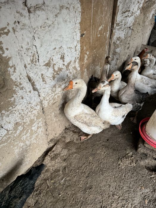 Продаю гусей болша 1 года