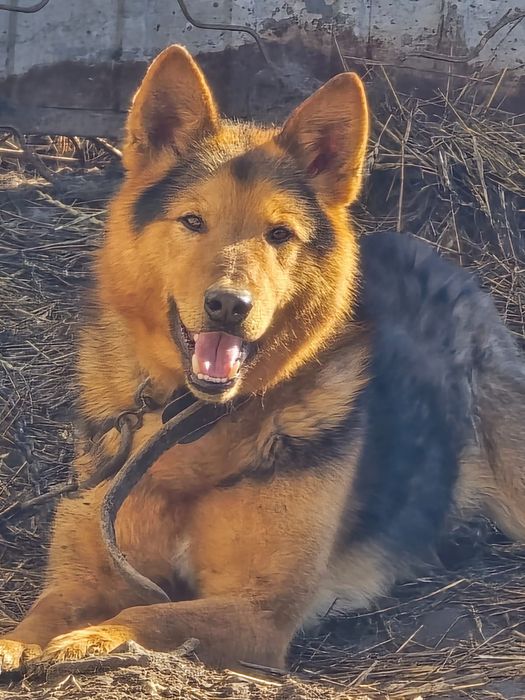 Немецкая овчарка (щенки девочки)