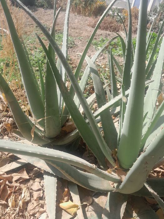 Aloy gullar sotiladi