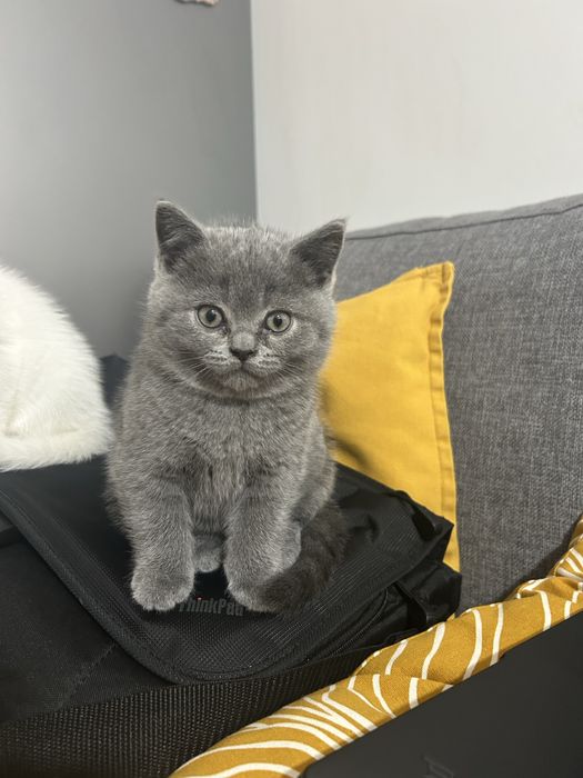 Pui British Shorthair – 3 luni, foarte jucăuș, cu carnet și vaccinuri la zi