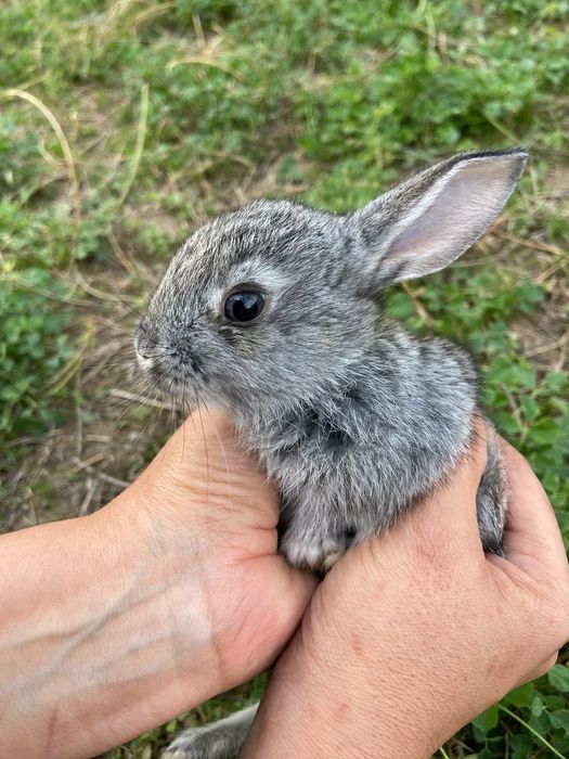 Домашний куёв болалари