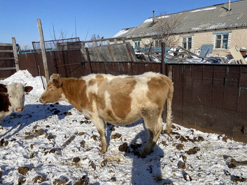 Продам КРС бычков телок