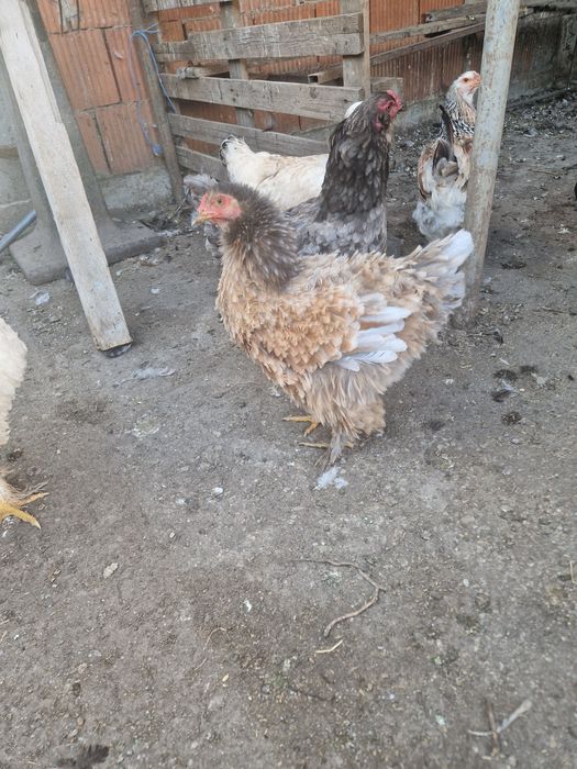 Vând găini crețe