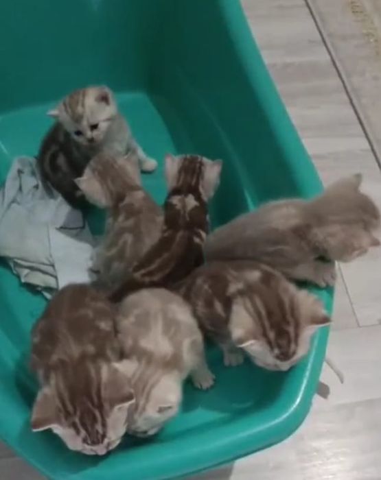 Вязка Скоттиш страйт