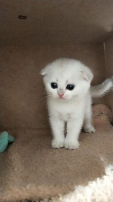 Продам серебристая шиншилла