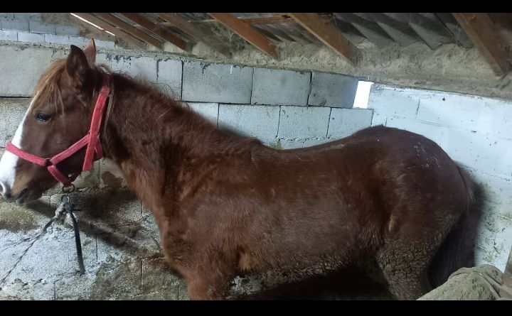 Откорм полторашка