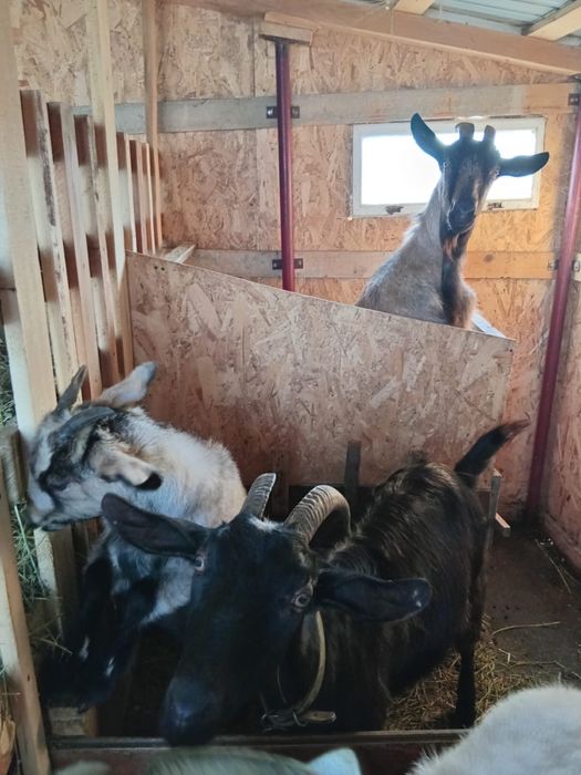 Capre de rasa 2 bucati