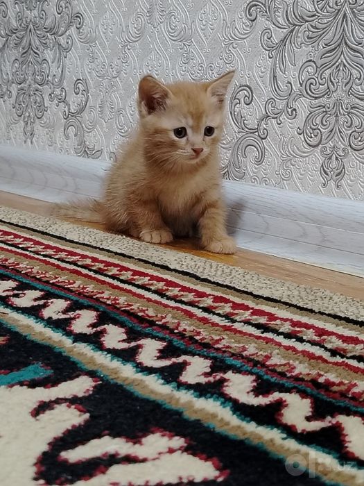 Zor pishik la mehribon