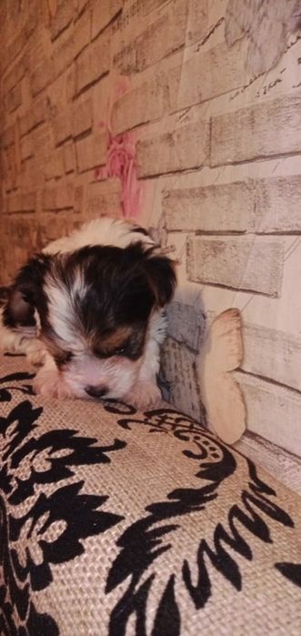 Продам щенков бивер йорк