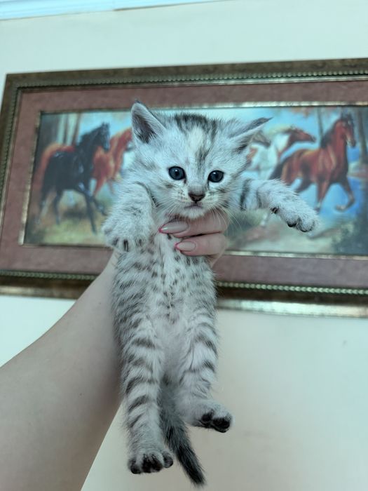 Шотландиялық тік құлақ котяттар сатылады