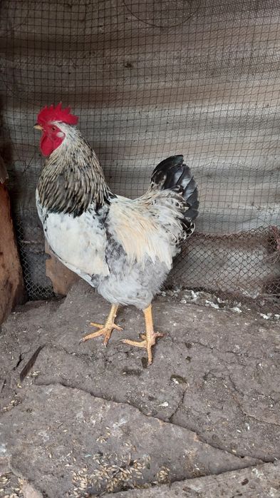 Продам молодого Петуха