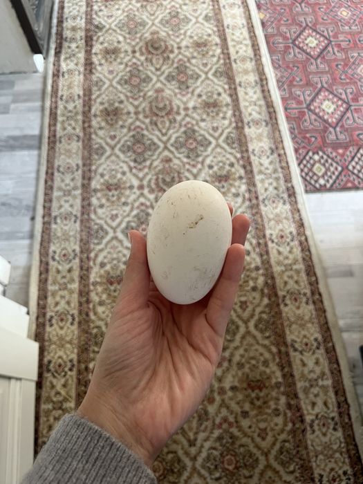 Қаз  жұмыртқасы сатылады инкубацияға