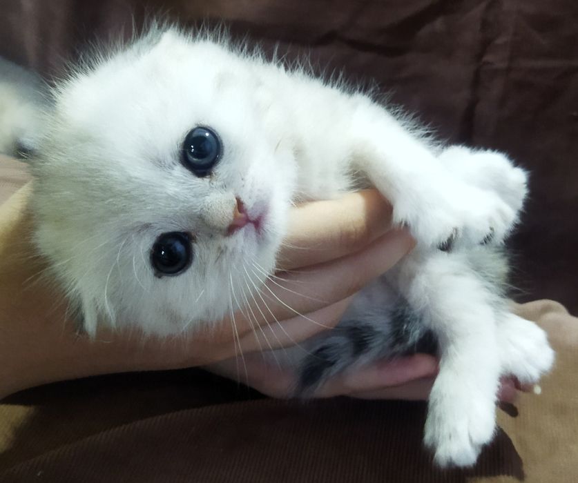 Вязка красивого кота