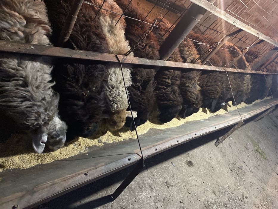 Қойлар сатылады.