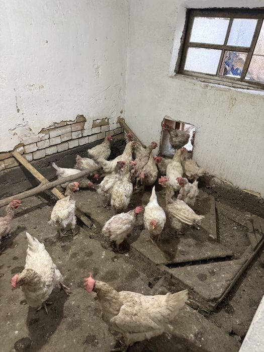 Продам   курицу.