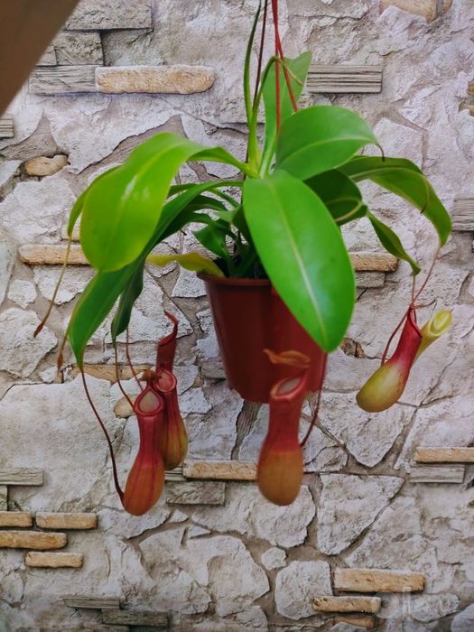 Мухоловка Nepenthes