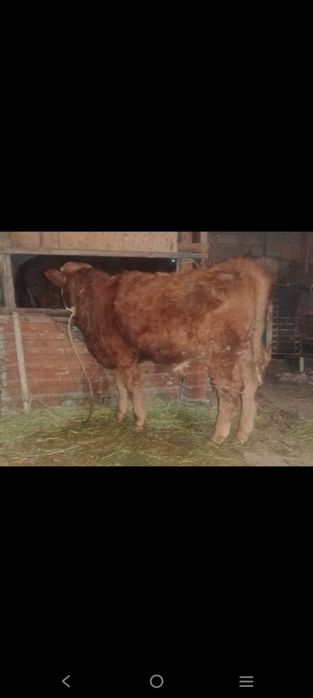 Еркек патсос сатылады