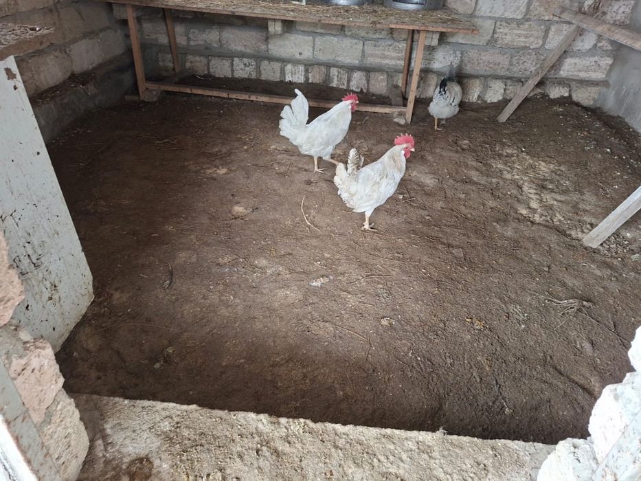 Кораздар сатылады