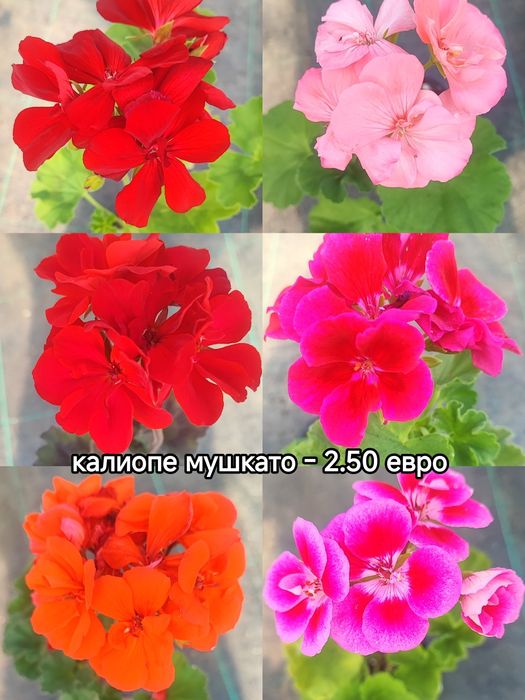 Мушката и сакъзи