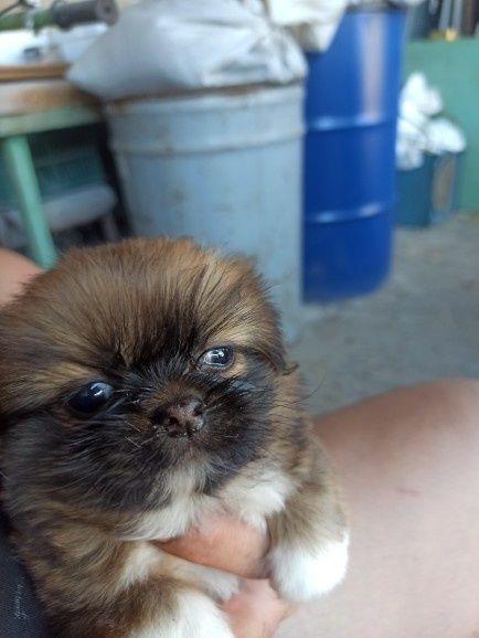 Пекинез бебета малки