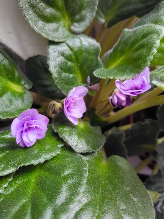 Фиалки комнатные