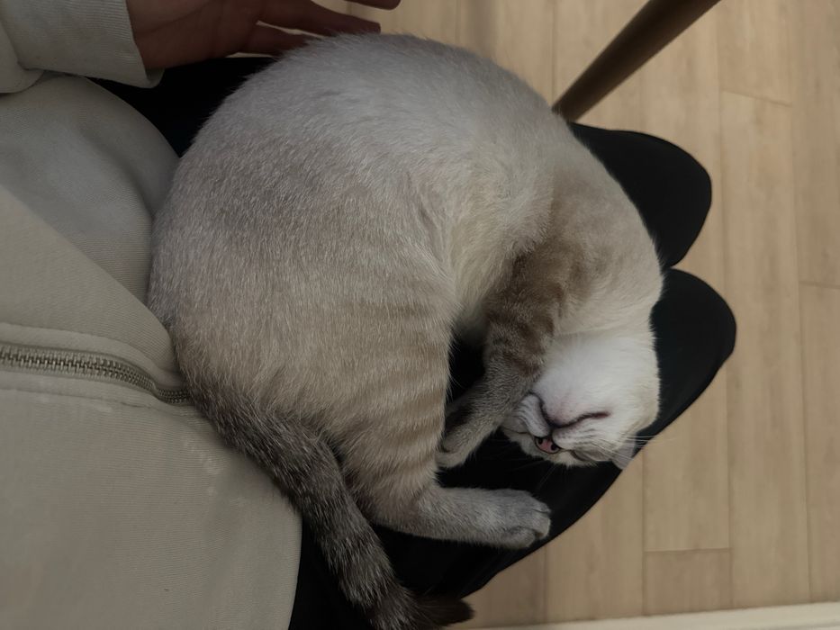 Отдам котенка с приданным
