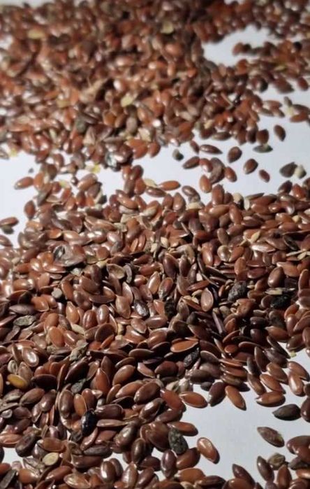 Пшеница, Лён, Кукуруза (урожай Казахстана) оптом продаётся