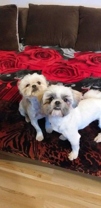 Pui Shih Tzu talie mică (baieteti)– Își caută familii iubitoare și responsabile