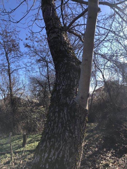 Орехово дърво голямо