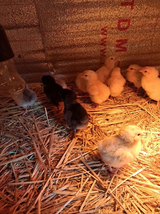 Продам цыплят 12