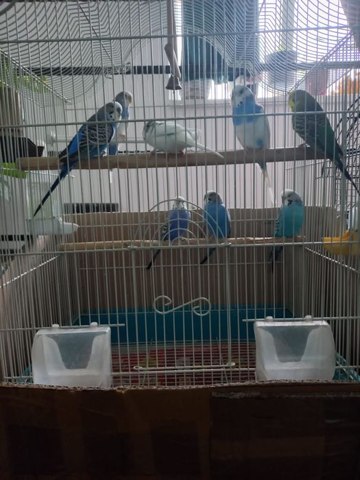 Vând papagali peruși