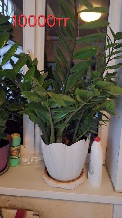 Цветы комнатные продаю домашние