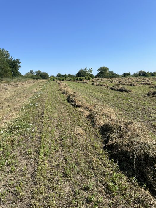 Baloti lucerna calitatea intai