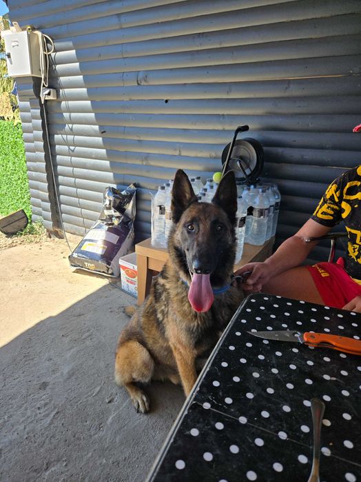 Хотел за кучета Хачико