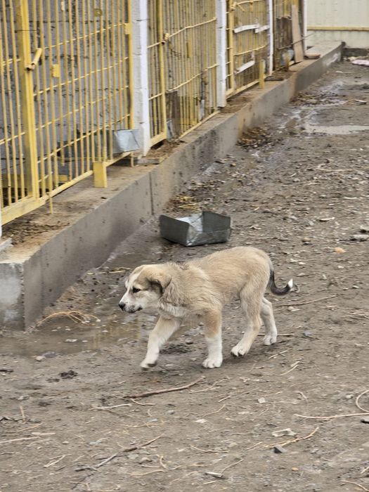 Alabay bolasi sotiladi
