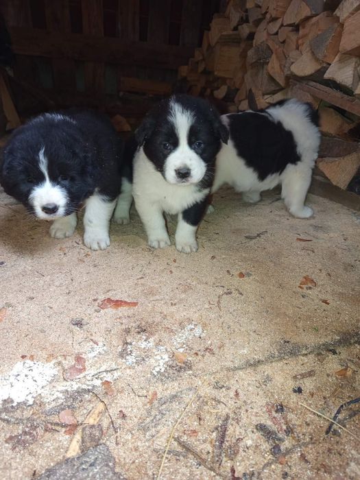 Продавам Каракачанки