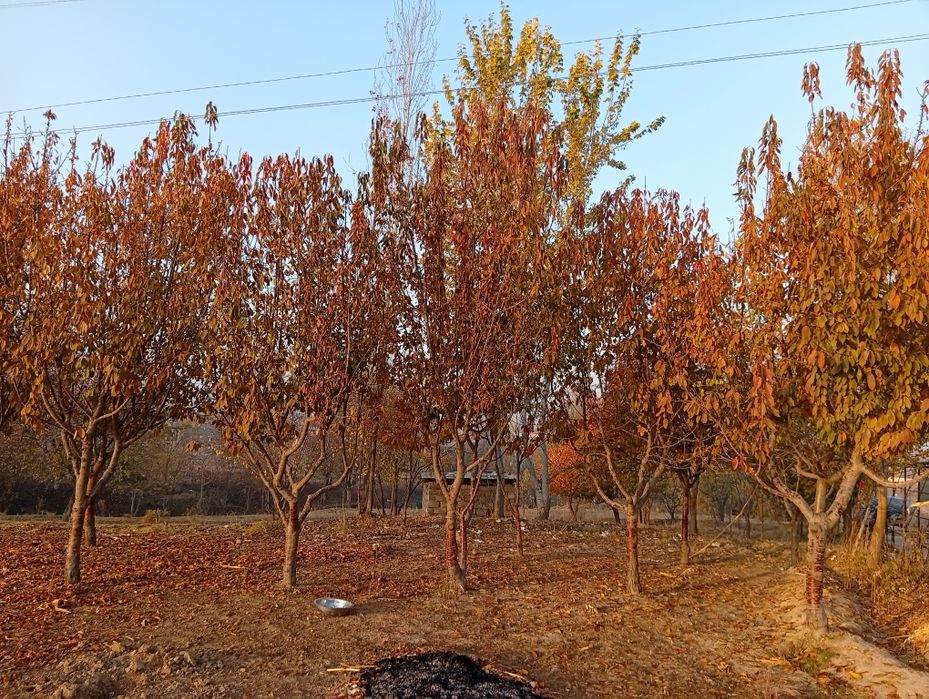 Qurilish uchun yer sotiladi