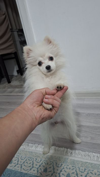 Мини Померанский щпиц мальчик