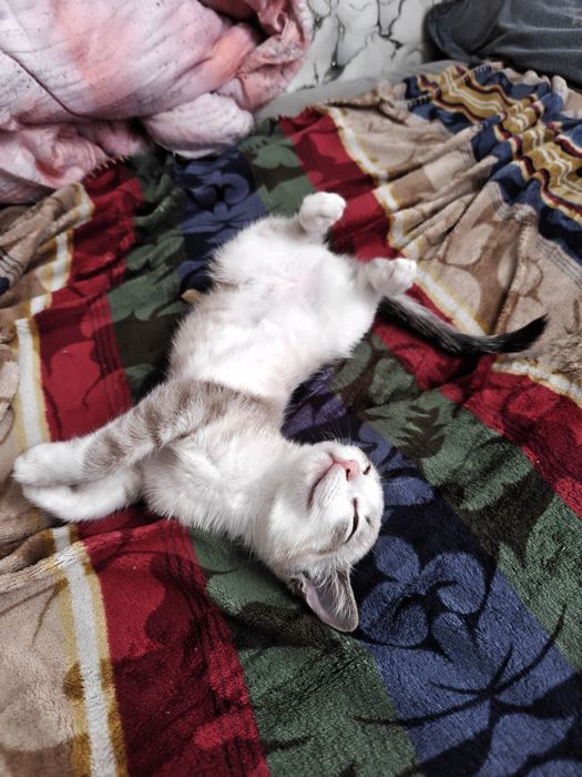 отдаю котенка/кошку