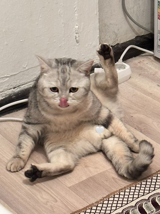 Шотладский котик