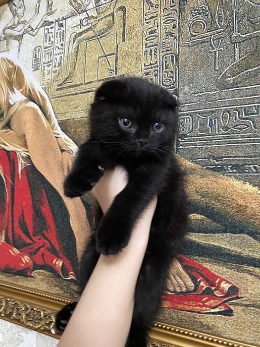 Остался шикарный мальчик