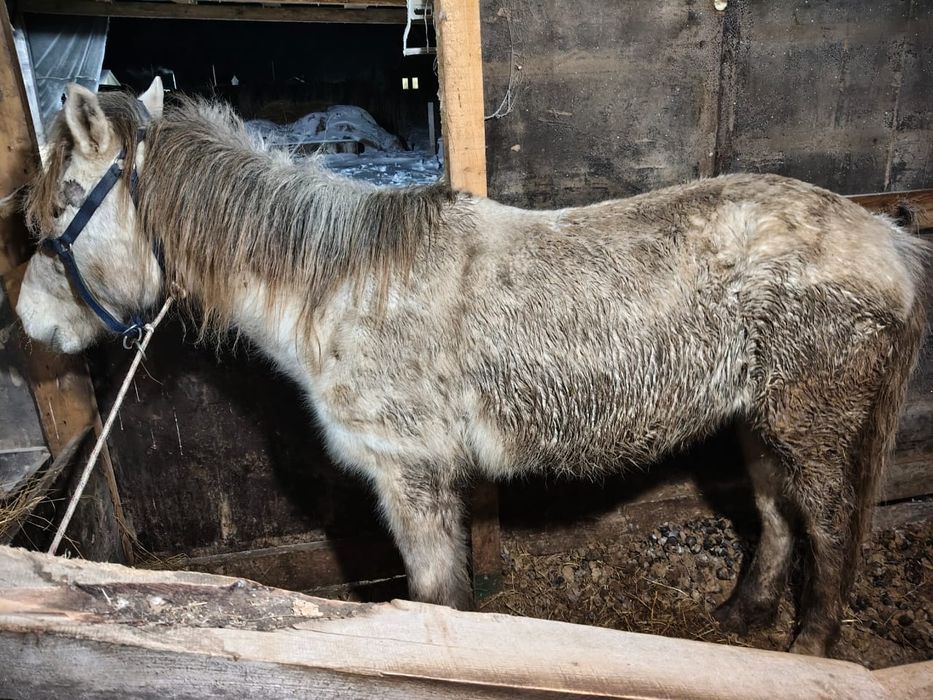Байтал согым косшы