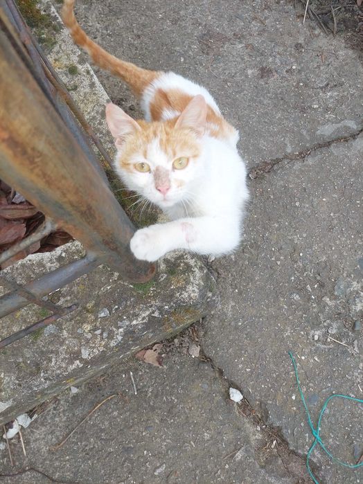 Мъжко коте - умно и гальовно