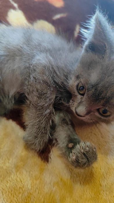 Милые котики ищут новым дом