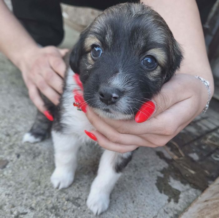 Подарявам кученца!