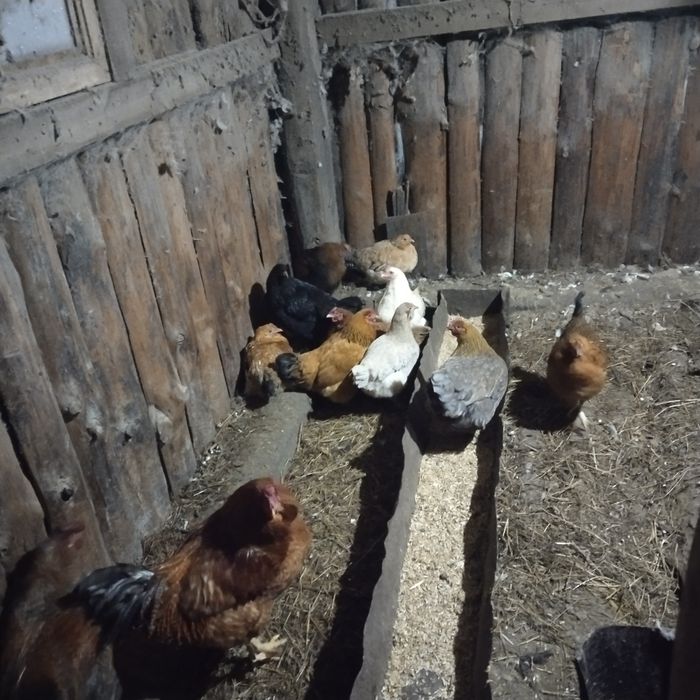 Продам домашних курей